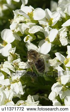 Stock Photo - blooms, bee wings, 
bloom dusting, 
berne, bees, blumenstaengel, 
animals. fotosearch 
- search stock 
photos, pictures, 
images, and photo 
clipart