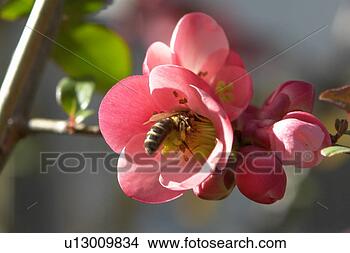 Stock Photo - blooms, bee wings, 
bloom dusting, 
berne, bees, blumenstaengel, 
animals. fotosearch 
- search stock 
photos, pictures, 
images, and photo 
clipart