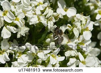Stock Photo - blooms, bee wings, 
bloom dusting, 
berne, bees, blumenstaengel, 
animals. fotosearch 
- search stock 
photos, pictures, 
images, and photo 
clipart