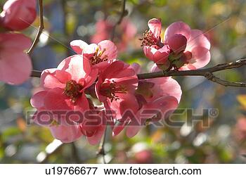 Picture - blooms, bee wings, 
bloom dusting, 
berne, bees, blumenstaengel, 
animals. fotosearch 
- search stock 
photos, pictures, 
images, and photo 
clipart