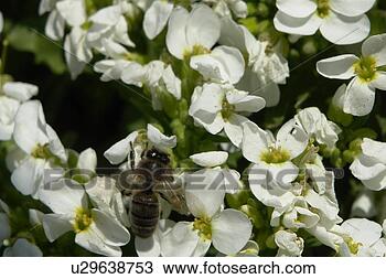 Stock Photo - blooms, bee wings, 
bloom dusting, 
berne, bees, blumenstaengel, 
animals. fotosearch 
- search stock 
photos, pictures, 
images, and photo 
clipart