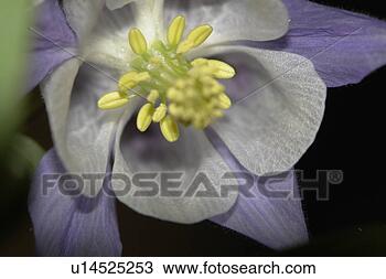 Stock Photo - blütenzeit,  flowering, 
 blumenknospen, 
 flowers,  blumenblüten. 
fotosearch - search 
stock photos, 
pictures, images, 
and photo clipart