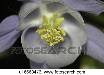 Stock Photo - blütenzeit,  flowering, 
 blumenknospen, 
 flowers,  blumenblüten. 
fotosearch - search 
stock photos, 
pictures, images, 
and photo clipart