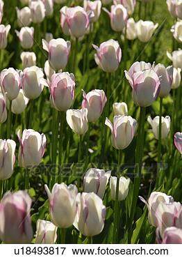 Picture - botanical, botany, 
czech, day, field, 
flowers, green. 
fotosearch - search 
stock photos, 
pictures, images, 
and photo clipart