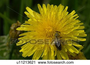 Stock Photography - burgdorf, bees, 
botany, blooms, 
berne, animals. 
fotosearch - search 
stock photos, 
pictures, images, 
and photo clipart