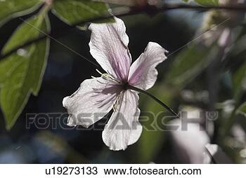 Stock Photo - clematis, flowers, 
flora, klematis, 
vienna, garden, 
buttercup. fotosearch 
- search stock 
photos, pictures, 
images, and photo 
clipart