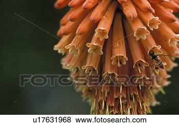 Stock Photo - cologne, bee, 
close, calyx, 
bloom, andreas. 
fotosearch - search 
stock photos, 
pictures, images, 
and photo clipart