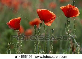 Stock Photography - day, bloom, close-up, 
close, blossom, 
dieter, abloom. 
fotosearch - search 
stock photos, 
pictures, images, 
and photo clipart