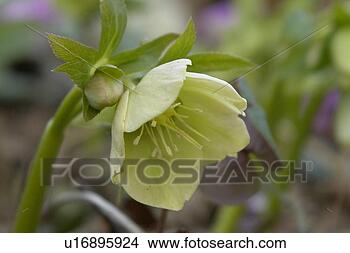 Stock Photo - felder, wiesen, 
anemonen, berne, 
blooms, blumenrfarben, 
botany. fotosearch 
- search stock 
photos, pictures, 
images, and photo 
clipart
