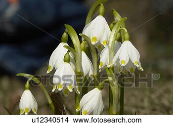 Stock Photo - felder, wiesen, 
bellflowers, bells, 
berne, blooms, 
blumenrfarben. 
fotosearch - search 
stock photos, 
pictures, images, 
and photo clipart