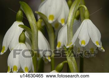 Stock Image - felder, wiesen, 
bellflowers, bells, 
berne, blooms, 
blumenrfarben. 
fotosearch - search 
stock photos, 
pictures, images, 
and photo clipart