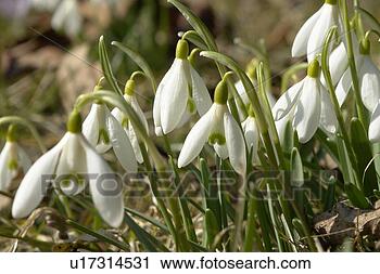 Stock Photography - felder, wiesen, 
bellflowers, bells, 
berne, blooms, 
blumenrfarben. 
fotosearch - search 
stock photos, 
pictures, images, 
and photo clipart
