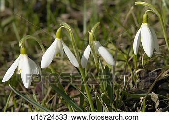 Stock Photo - felder, wiesen, 
bells, berne, 
blooms, blumenrfarben, 
botany. fotosearch 
- search stock 
photos, pictures, 
images, and photo 
clipart