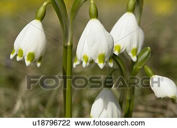Stock Photo - felder, wiesen, 
bells, berne, 
blooms, botany, 
colored. fotosearch 
- search stock 
photos, pictures, 
images, and photo 
clipart
