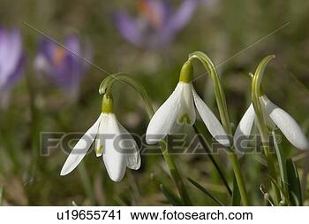 Stock Photography - felder, wiesen, 
bells, berne, 
blooms, blumenrfarben, 
botany. fotosearch 
- search stock 
photos, pictures, 
images, and photo 
clipart