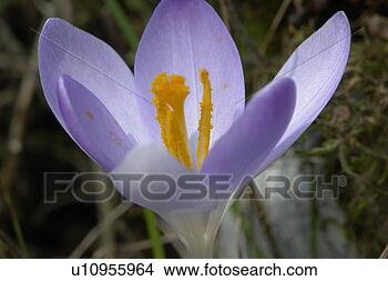Stock Photo - felder, wiesen, 
berne, blooms, 
blumenrfarben, 
botany, colored. 
fotosearch - search 
stock photos, 
pictures, images, 
and photo clipart