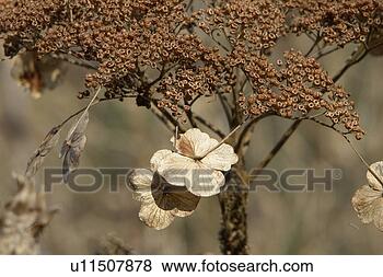 Stock Photo - felder, wiesen, 
berne, blooms, 
blumenrfarben, 
botany, colored. 
fotosearch - search 
stock photos, 
pictures, images, 
and photo clipart