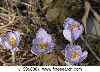 Picture - felder, wiesen, 
berne, blooms, 
blumenrfarben, 
botany, colored. 
fotosearch - search 
stock photos, 
pictures, images, 
and photo clipart