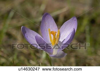 Picture - felder, wiesen, 
berne, blooms, 
blumenrfarben, 
botany, colored. 
fotosearch - search 
stock photos, 
pictures, images, 
and photo clipart