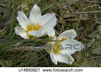 Stock Photography - felder, wiesen, 
berne, blooms, 
blumenrfarben, 
botany, colored. 
fotosearch - search 
stock photos, 
pictures, images, 
and photo clipart