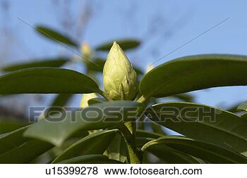 Stock Photo - felder, wiesen, 
berne, blooms, 
blumenrfarben, 
botany, colored. 
fotosearch - search 
stock photos, 
pictures, images, 
and photo clipart