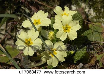 Picture - felder, wiesen, 
berne, blooms, 
botany, colored. 
fotosearch - search 
stock photos, 
pictures, images, 
and photo clipart