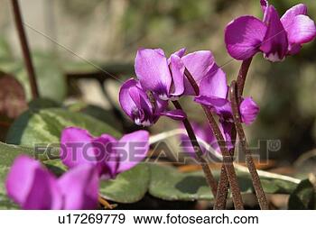 Stock Photograph - felder, wiesen, 
berne, blooms, 
blumenrfarben, 
botany, colored. 
fotosearch - search 
stock photos, 
pictures, images, 
and photo clipart