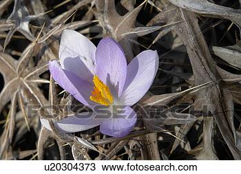 Stock Photo - felder, wiesen, 
berne, blooms, 
blumenrfarben, 
botany, colored. 
fotosearch - search 
stock photos, 
pictures, images, 
and photo clipart