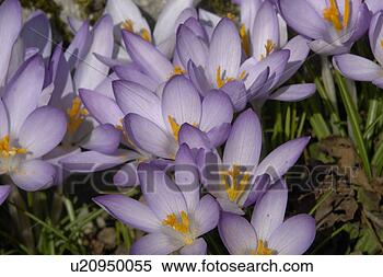 Stock Image - felder, wiesen, 
berne, blooms, 
blumenrfarben, 
botany, colored. 
fotosearch - search 
stock photos, 
pictures, images, 
and photo clipart