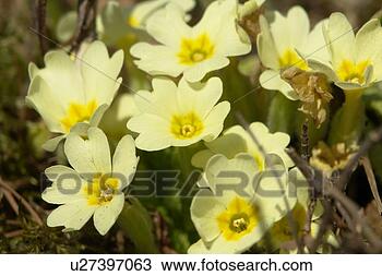 Stock Photo - felder, wiesen, 
berne, blooms, 
blumenrfarben, 
botany, colored. 
fotosearch - search 
stock photos, 
pictures, images, 
and photo clipart