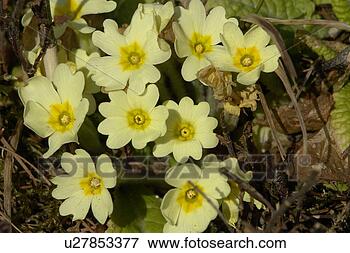 Picture - felder, wiesen, 
berne, blooms, 
blumenrfarben, 
botany, colored. 
fotosearch - search 
stock photos, 
pictures, images, 
and photo clipart