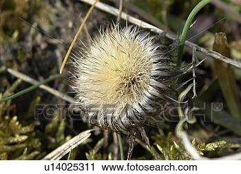 Stock Photography - felder, wiesen, 
stich, spitzig, 
berne, blooms, 
blumenrfarben. 
fotosearch - search 
stock photos, 
pictures, images, 
and photo clipart