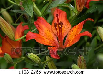 Stock Image - flora, pistil, 
postmark, punch, 
seal, stamp. fotosearch 
- search stock 
photos, pictures, 
images, and photo 
clipart