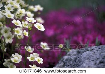 Stock Photo - flower,  botany, 
 flora,  decorative 
plant,  calf, 
 flower garden. 
fotosearch - search 
stock photos, 
pictures, images, 
and photo clipart