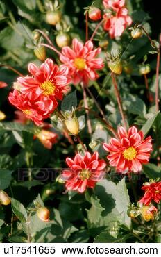 Stock Image - flowers, garden, 
plants, nature, 
botany, flora, 
red. fotosearch 
- search stock 
photos, pictures, 
images, and photo 
clipart