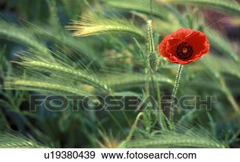 Stock Photograph - france, calf, 
flower, flora, 
cornfield, landscape, 
agriculture. fotosearch 
- search stock 
photos, pictures, 
images, and photo 
clipart