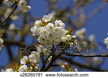 Stock Photography - fruehlingserwachen, 
alexandra, bloom, 
blooms, blue, 
brown. fotosearch 
- search stock 
photos, pictures, 
images, and photo 
clipart