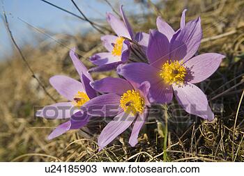 Stock Photo - fruehlingserwachen, 
weide, wiesen, 
alfred, bloom, 
bloomer. fotosearch 
- search stock 
photos, pictures, 
images, and photo 
clipart