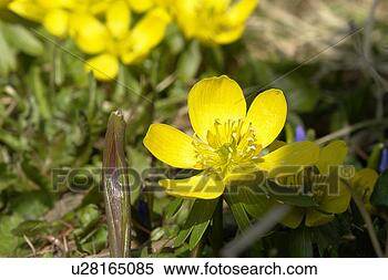 Stock Image - gemeiner,  hahnenfussgewaechse, 
 aroma,  berne, 
 blattform,  blooms. 
fotosearch - search 
stock photos, 
pictures, images, 
and photo clipart