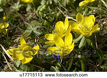 Stock Photo - hahnenfussgewaechse, 
 gemeiner,  aroma, 
 berne,  blattform, 
 blooms. fotosearch 
- search stock 
photos, pictures, 
images, and photo 
clipart