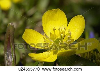 Stock Photography - hahnenfussgewaechse, 
 gemeiner,  aroma, 
 berne,  blattform, 
 blooms. fotosearch 
- search stock 
photos, pictures, 
images, and photo 
clipart