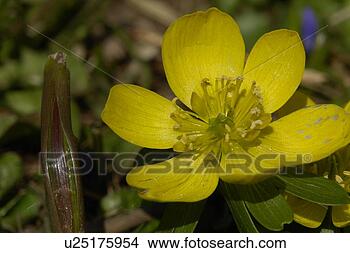 Stock Photo - hahnenfussgewaechse, 
 gemeiner,  aroma, 
 berne,  blattform, 
 blooms. fotosearch 
- search stock 
photos, pictures, 
images, and photo 
clipart
