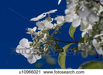 Stock Photography - outdoors,  flora, 
 belvedere,  flowers, 
 plants,  saxifragaceae. 
fotosearch - search 
stock photos, 
pictures, images, 
and photo clipart
