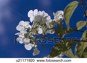 Stock Photography - outdoors,  flora, 
 belvedere,  flowers, 
 plants,  saxifragaceae. 
fotosearch - search 
stock photos, 
pictures, images, 
and photo clipart