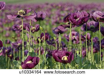 Stock Photo - outdoors, paint, 
addition, cultivation, 
growing, flora. 
fotosearch - search 
stock photos, 
pictures, images, 
and photo clipart