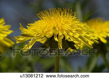 Stock Photo - wiesen, berne, 
blooms, botany, 
burgdorf, colored. 
fotosearch - search 
stock photos, 
pictures, images, 
and photo clipart