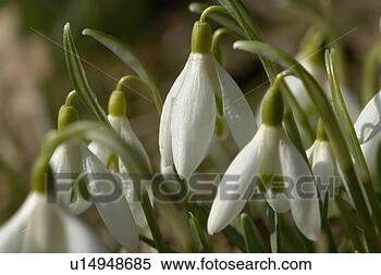 Stock Image - wiesen, berne, 
blooms, blumenrfarben, 
botany, colored. 
fotosearch - search 
stock photos, 
pictures, images, 
and photo clipart