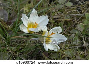 Stock Photo - wiesen, felder, 
berne, blooms, 
blumenrfarben, 
botany, colored. 
fotosearch - search 
stock photos, 
pictures, images, 
and photo clipart