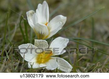 Stock Photograph - wiesen, felder, 
berne, blooms, 
blumenrfarben, 
botany, colored. 
fotosearch - search 
stock photos, 
pictures, images, 
and photo clipart