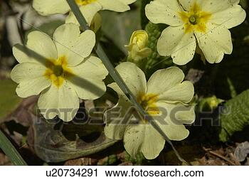 Stock Photography - wiesen, felder, 
berne, blooms, 
botany, colored. 
fotosearch - search 
stock photos, 
pictures, images, 
and photo clipart